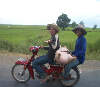 pig on a moped.jpg